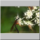 Dolichomitus messor - Schlupfwespe w02k 30mm - OS-Hellern Wiese det06.jpg